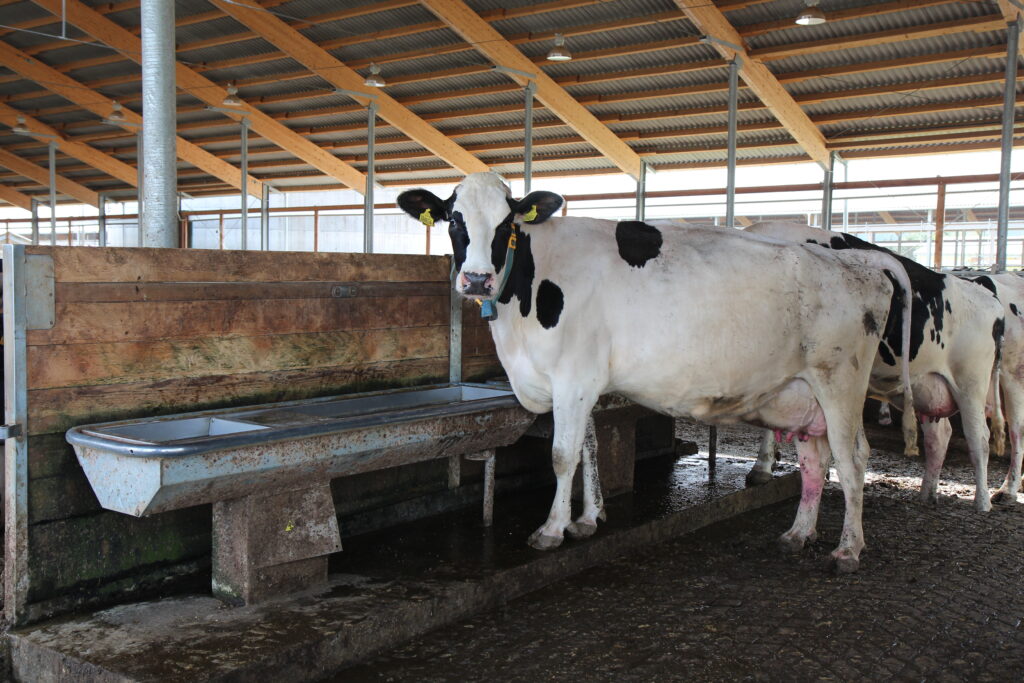 The best livestock drinking troughs