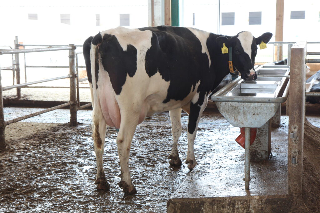 The best livestock drinking troughs